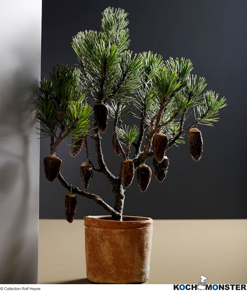 Tegernseer Kiefer - Gefüllte Morcheln in Trüffelgelee